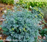 Drug slimming unique herbal