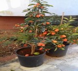 Seedlings of decorative کامکوات