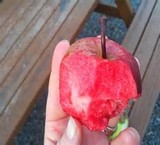 تفاحة حمراء#الشتلات لک التفاح الأحمر#أبل ردلاو