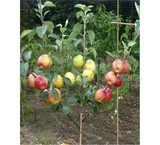 The tree, a few types of fruit