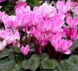 Produce and supply a variety of flowers indoor, outdoor and greenhouse