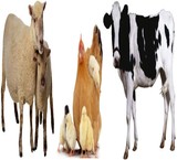 Convert effluent poultry livestock and poultry to agricultural water