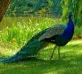 تخم نطفه دار طاووس