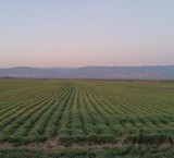 The sale of agricultural land with facilities