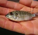 The sale of baby fish tilapia farmed