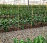 Sale of greenhouses, modern in operation with a low-interest loan Bank