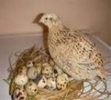 Eggs, sperm, quail.Eggs, edible quail.Day old chicks and...
