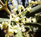 Olive Garden - tarom