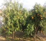 Sales garden Brook rostam Kola is 600 km