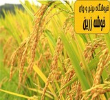 Rice wholesale cluster Golden