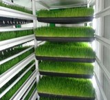 The sale of exceptional devices, the cultivation of fodder hydroponics رویشگر
