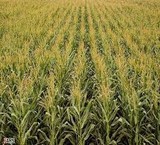 Buy corn forage, fermented