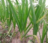 Bulk sale of garlic in hamadan