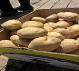 A variety of potatoes for export and industrial