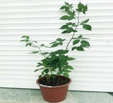 The sale of seedlings, raspberries, modified