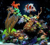 Saltwater Aquarium