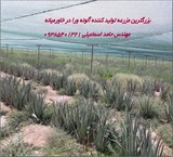 **The largest farm producer of aloe vera in the Middle East**