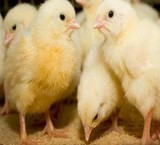 Devices incubation karimi and a variety of eggs, sperm,