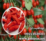 Sale گوجی Berry