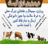 Buying a variety of calf