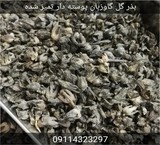 Sale seed borage Iranian