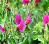 فروش گل گاوزبان ایرانی