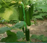 Festival, discount, Easter, Easter sale, seed cultivation, Varna began.