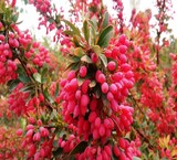 Selling a variety of Barberry, puffy and pomegranate seeds