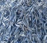 Fish, sardines, dried