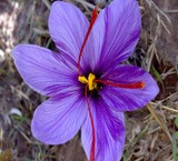 The sale of saffron (jeweled, etc. Sargol Momtaz, etc. haulm, etc. tags, etc.)