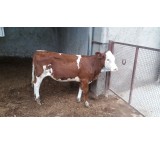 Sale of fattening calves
