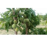 رفع شوری خاک