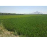 تولید و فروش کود کمپوست ارگانیک