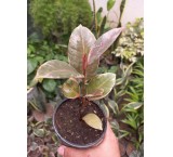 Ficus wine apartment flower