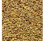 Buy and sell all kinds of agricultural seeds (alfalfa seeds)