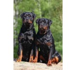 Permanent sale and breeding of Rottweiler dogs