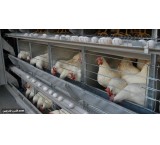 Retail and wholesale sale of egg-laying chicken cages