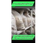 Oyster mushroom compost
