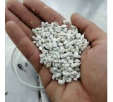 Oyster mushroom seeds