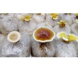 Ganoderma mushroom compost