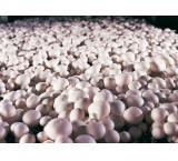 Selling mushroom compost with excellent quality for the whole country