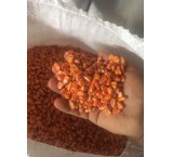 Hybrid Single Cross 704 Moghan corn seeds