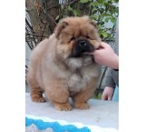 Chow Chow puppy with guarantee of authenticity