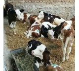Sale of Simmental calves with official license
