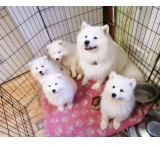 Sale of Samoyed puppies - the price of genuine Samoyed