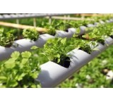 Disinfectant -perxibral acid in hydroponic cultivation