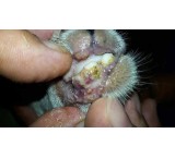 Sale of 5 % animal acid for the treatment of folding fever