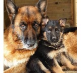 Sale of male and female moclassic german shepherd dogs