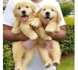 Selling golden retriever dogs in beautiful colors_selling golden dogs