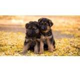 Imported German Shepherd puppy - vaccinated Xianlu puppy